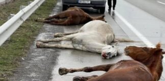 წეროვანთან ცხენებს მანქანა დაეჯახა