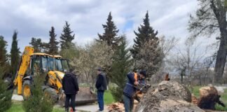 ძლიერი ქარის შედეგად საუკუნოვანი ხე წაიქცა