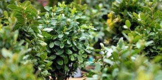 ბზის მოჭრაზე კონტროლი მკაცრდება