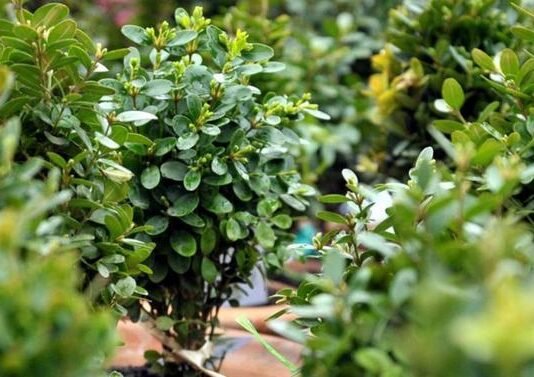 ბზის მოჭრაზე კონტროლი მკაცრდება