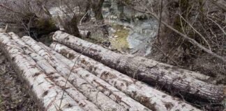 ხე-ტყის უკანონო მოპოვებისა და ტრანსპორტირების 2 ფაქტი გამოავლინეს