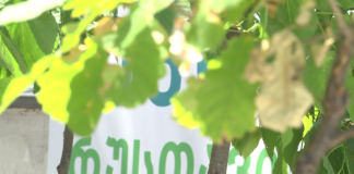 “ეკო რუსთავის” გამწვანების მორიგი აქცია – ცენტრალურ პარკში 200-მდე ხე დაირგო