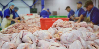 გაყინული ქათმის ხორცი “სარფიდან” თურქეთში დააბრუნეს