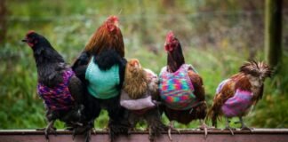 “არ აკოცოთ ქათმებს!” – CDC მოსახლეობას აფრთხილებს