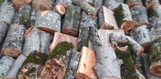 ხე-ტყის უკანონო ჭრისა და ტრანსპორტირების ფაქტები ქვემო ქართლში