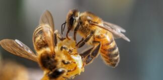 მეცნიერებმა ფუტკრებს კორონავირუსის ყნოსვით ამოცნობა ასწავლეს