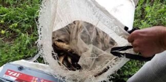 ქვემო ქართლში უკანონო თევზჭერის ფაქტები გამოავლინეს