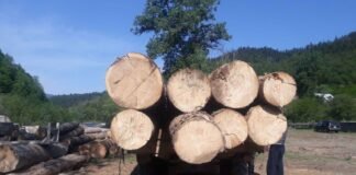 ხე-ტყის უკანონო ტრანსპორტირების ფაქტები გამოვლინდა