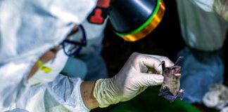 ჩინელმა მკვლევრებმა ღამურებში ახალი კორონავირუსები აღმოაჩინეს