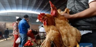 ჩინეთში H10N3 ფრინველის გრიპით ინფიცირების მსოფლიოში პირველი შემთხვევა დაფიქსირდა