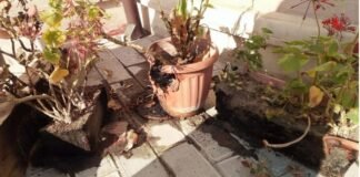 რუსთავის კათოლიკური ეკლესიის კუთვნილი მცენარეები მრევლს დამწვარი დახვდა