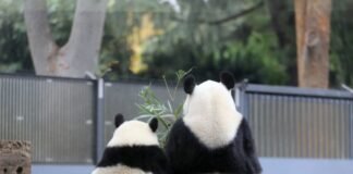 ტოკიოში ტყუპი პანდების დაბადებამ რესტორნების აქციების ღირებულება გაზარდა