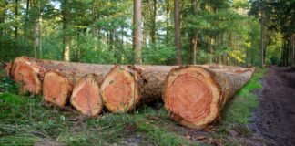 აგვისტოს თვეში ხე -ტყის უკანონო მოპოვების 156 ფაქტი გამოვლინდა