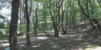 დიდი ოდენობით სახელმწიფო ქონების მოტყუებით დაუფლების ფაქტზე სამი პირი დააკავეს