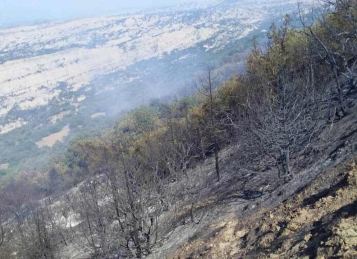 1625382326-ვაშლოვანი