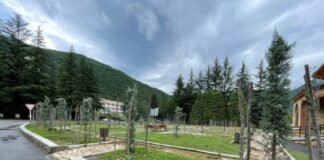 სახელმწიფო ქონების მოტყუებით დაუფლება- პირმა ნაძვის ნაცვლად, ობიექტი იაფფასიანი მცენარეებით მოაწყო