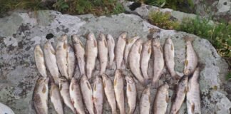 ქვემო ქართლში უკანონო თევზჭერის 10 ფაქტი გამოავლინეს