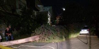 რუსთავში ქარმა ხეები მოგლიჯა, ერთ-ერთ მისამართზე დაზიანდა ავტომობილი