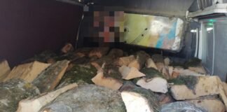 ქვემო ქართლში ხე-ტყის უკანონო ტრანსპორტირების ფაქტები გამოვლინდა