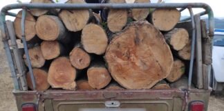 უკანონო ტყითსარგებლობის ფაქტები ქვემო ქართლში