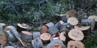 თეთრიწყაროში ხე-ტყის უკანონო ჭრის ფაქტი გამოვლინდა