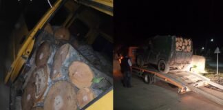 ქვემო ქართლში ხე-ტყის უკანონო ტრანსპორტირების ფაქტები გამოვლინდა