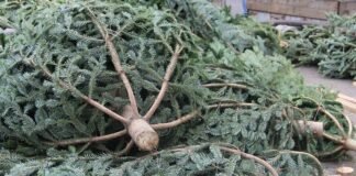 წიწვოვანი ხე-მცენარეების მოპოვებაზე და რეალიზაციაზე კონტროლი მკაცრდება