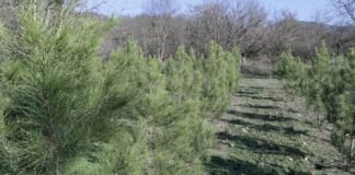 ქვემო ქართლში, 33 ჰექტარზე, ტყის აღდგენის ღონისძიებები ჩატარდა