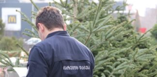 წიწვოვანი ხე-მცენარეების რეალიზაციის პუნქტები მოწმდება