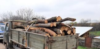 ქვემო ქართლში უკანონო ტყითსარგებლობის 30 ფაქტი გამოვლინდა