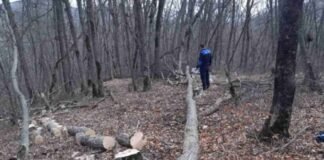 თეთრიწყაროსა და წალკის მუნიციპალიტეტებში ხე-ტყის უკანონო ჭრის ფაქტები გამოავლინეს