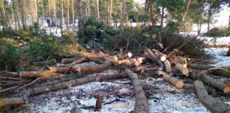 ქვემო ქართლში ხე-ტყის უკანონო ჭრის 6 ფაქტი გამოვლინდა