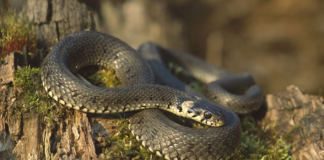 ფიქსირდება თუ არა ქვეწარმავლების მიერ დაკბენის შემთხვევები რუსთავში