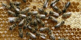 ტყეში სკების განთავსება ფასიანი გახდა