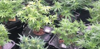 თბილისში მარიხუანა, 6 ძირი კანაფი და კულტივაციის მოწყობილობები ამოიღეს