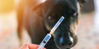 დაფიქსირდა თუ არა ცოფის შემთხვევები ქვემო ქართლში