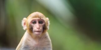 ნუ დაადანაშაულებთ მაიმუნებს “მაიმუნის ყვავილის” გავრცელებაში