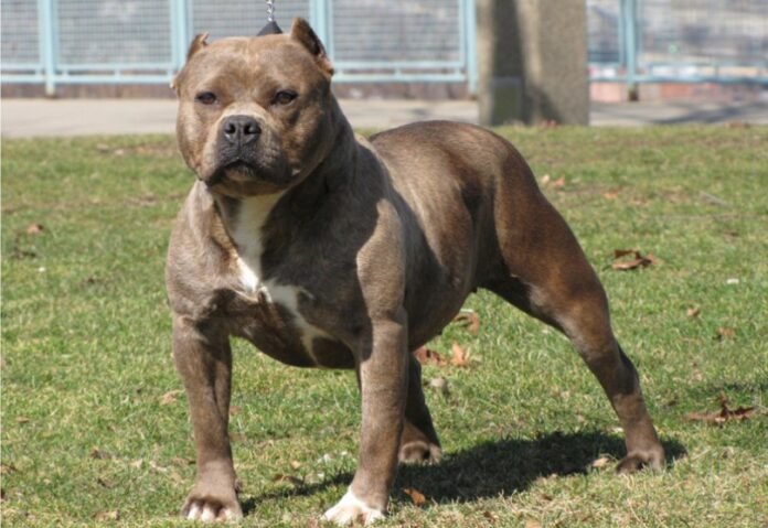 პიტბული