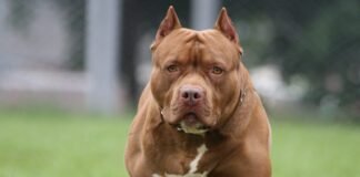აიკრძალება თუ არა საქართველოში პიტბულის ჯიშის ძაღლის ყოლა?