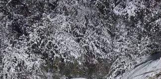 ავტოსაგზაო შემთხვევას სიღნაღის მუნიციპალიტეტის მერიის თანამშრომელი ემსხვერპლა