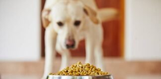 ცხოველის საკვებთან დაკავშირებული ახალი დადგენილებები ამოქმედდა