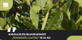 ბაზისბანკის მხარდაჭერით „ფერმერის სახლმა“ დაფნის პლანტაცია გააშენა