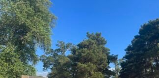 რუსთავის სკოლების 149 ოქროსმედალოსანს სპეციალური სიგელები და მერიის ფულადი ჯილდო გადეცათ