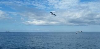 მონიტორინგის შედეგების მიხედვით, შავი ზღვის წყლის ხარისხი ნორმის ფარგლებშია