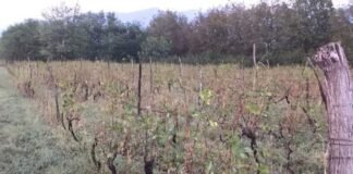 სახელმწიფო მზად არის, სეტყვით დაზიანებული ყურძნის მიღება-გადამუშავებისთვის