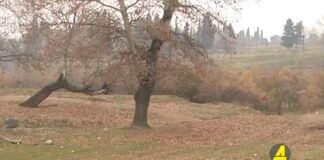 Xronika ქრონიკა აზერბაიჯანულ ენაზე 11.08.2023