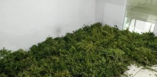 გარემოსდაცვითი ზედამხედველობის დეპარტამენტი ქვეყნის მასშტაბით ბზის მოჭრაზე მკაცრ კონტროლს ახორციელებს