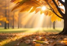 13 ნოემბრამდე საქართველოში თბილი და უმეტესად უნალექო ამინდი შენარჩუნდება