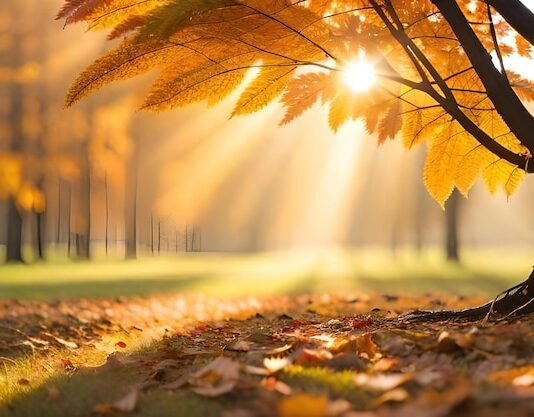 25-30 ნოემბერს საქართველოში მოსალოდნელი ამინდი