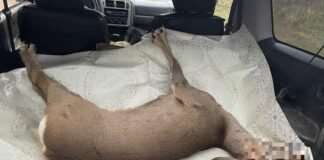 ქვემო ქართლში ბრაკონიერმა შველი მოკლა